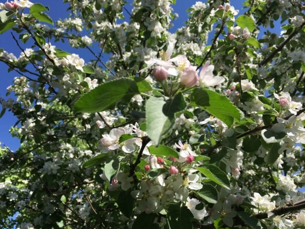 Äppelträd som står i blom